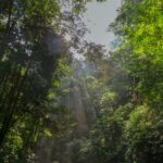 Sunlight filters through dense rainforest canopy creating mystical sunbeams.