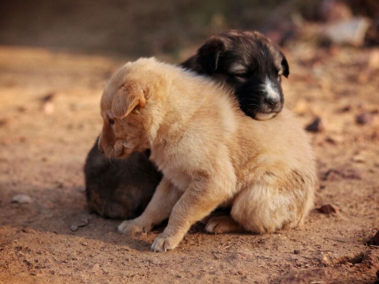 Two cute puppies cuddling on a sunlit ground, showcasing love and warmth outdoors.