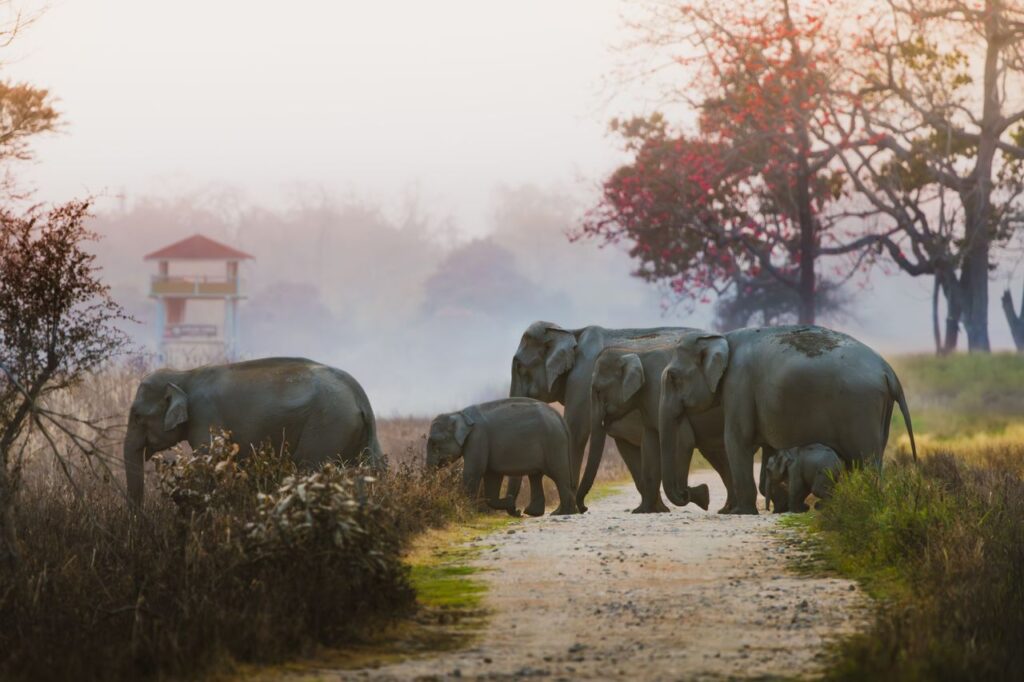 Group of Asian elephants walking in a peaceful forest path during sunrise.
