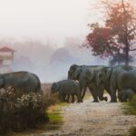 Group of Asian elephants walking in a peaceful forest path during sunrise.