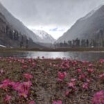 Beautiful alpine valley landscape with pink wildflowers and snow-capped mountains.
